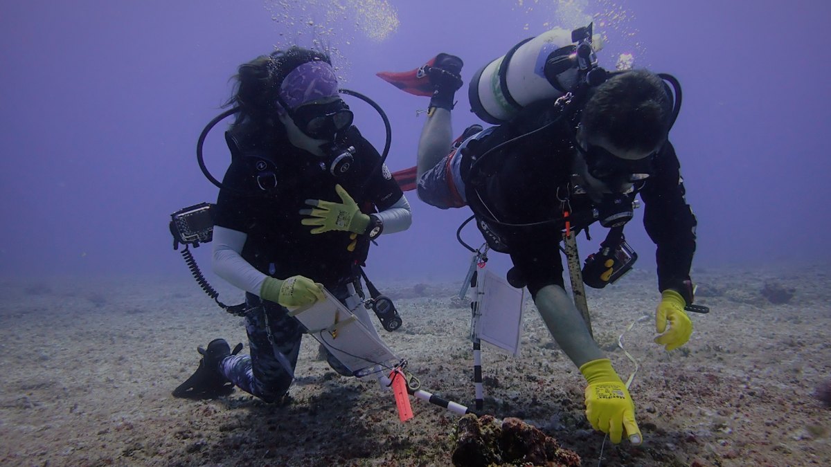 A living coral reef underwater — the habitat that shaped the mantis shrimp's cavitation strike and hyperspectral eyes; a Panacea Bio Chem bio-inspiration note by Bogdan Dicoias